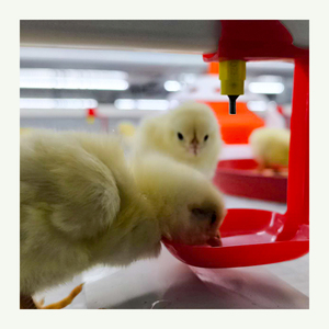Nouveau modèle de cages à poulet Cage pour volaille Cages pour poules pondeuses/poulets de chair pour l'élevage de poulets - Product Image 6