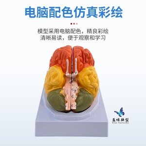 Modèle de simulation du cerveau humain à l'échelle 1:1, modèle de cerveau à zonage fonctionnel, modèle de cerveau à zonage cortical, avec codage couleur - Product Image 5