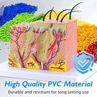 Modelo Anatómico de Capas de Piel de Plástico, Ampliado 35 Veces, YULIN YHE, para Estudios Científicos, Entrenamiento de Enfermeras, Uso por Pacientes, CE/ISO