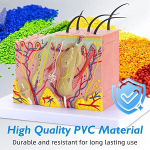 Modello Anatomico Medico in PVC delle Strati Cutanei, Ingrandito 35 Volte, Marca YULIN, Modello YHE per Studio Scientifico, <span class=keywords><strong>Formazione</strong></span> Infermieristica, <span class=keywords><strong>Educazione</strong></span> Pazienti - Product Image 4