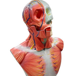 Memamerkan lapisan kepala dan leher dengan otak dan ZM1203 38.5*24*50 - Product Image 5