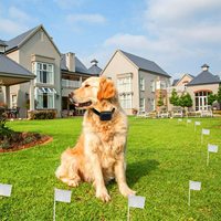 Kabelloses Elektroschock-Hundetrainingshalsband mit Bellstopp-Funktion Modell 023 Haustier-Begrenzungssystem