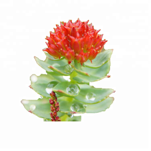 Хит продаж: Высококачественный 100% натуральный органический водорастворимый экстракт родиолы розовой для осветления кожи лица (формула крема) - Product Image 4