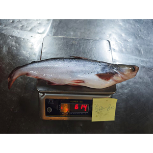 Pangasius Dory de haute qualité, certifié HACCP et HALAL, <span class=keywords><strong>poisson</strong></span> basa biologique congelé en gros - Product Image 6