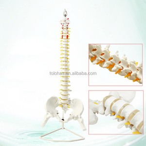 LHTHJ01 45CM enseñanza médica Color pelvis humana fémur coxis fijo deshuesado columna vertebral modelo - Product Image 5
