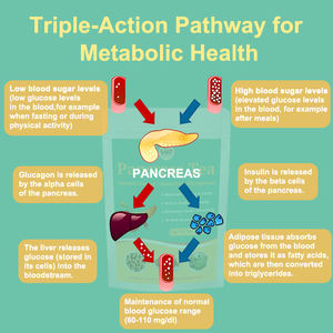 Tè del Pancreas, Erbe Naturali Biologiche per l'Equilibrio della Glicemia e il Controllo del Glucosio e della Sensibilità - Product Image 6