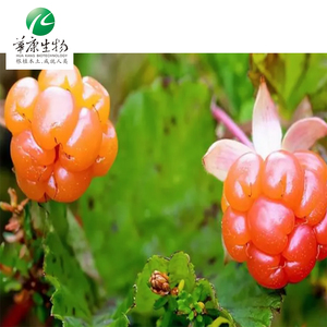 Huakang ร้อนขายผงผลไม้ความบริสุทธิ์สูง <span class=keywords><strong>Cloudberry</strong></span> โคมไฟผลไม้สารสกัดจากโกลเด้นเบอร์รี่ - Product Image 4