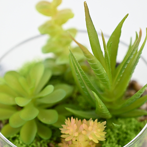 14cm Artdragon Suspendu Intérieur <span class=keywords><strong>Plante</strong></span> Succulente Artificielle Ronde En <span class=keywords><strong>Verre</strong></span> Globe Terrarium <span class=keywords><strong>Boule</strong></span> pour La Décoration <span class=keywords><strong>De</strong></span> La Maison - Product Image 4