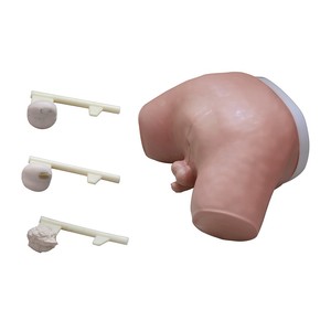 DARHMMY前立腺検査マネキン医療科学トレーニングツール手術検査モデルBOU/L63中国製（上海） - Product Image 1