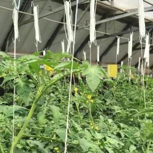 DaringFish Gancio di Supporto per Pomodori e Corda di Supporto per Cetrioli 10m, Corda per Piante Sospese per Giardinaggio Domestico, Set di Qualità da Esportazione - Product Image 2