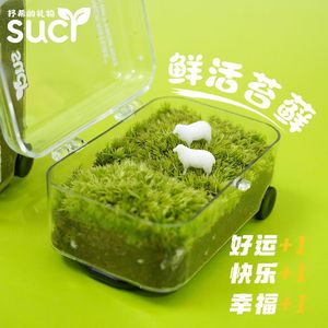 Terrarium micro-paysager en mousse, une pelouse, un bac à plantes vertes pour personne pressée, simple, facile d'entretien, décorations végétales amusantes, cadeaux - Product Image 1