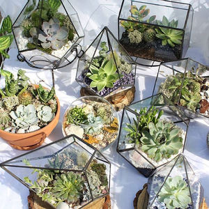 Terrario Geometrico in Vetro Stile Vintage <span class=keywords><strong>Nero</strong></span> e Oro Irregolare all'Ingrosso per Piante Succulente da Tavolo - Product Image 4