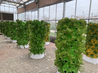 FM Plantes saines de qualité supérieure T-Control NFT Technologie d'économie d'eau Équipement hydroponique d'agriculture verticale de qualité alimentaire