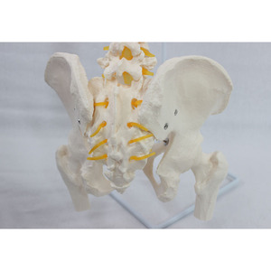 Modèle naturel de la clavicule occipitale et du nouveau modèle de fémur de la ceinture pelvienne des vertèbres plus grandes ; modèle de colonne vertébrale humaine. - Product Image 1