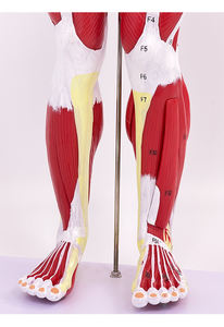 Modèle anatomique <span class=keywords><strong>musculaire</strong></span> <span class=keywords><strong>humain</strong></span> en PVC de 80 cm, 27 pièces, avec organes internes, pour l'enseignement des sciences médicales - Product Image 3