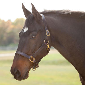 Correa de Cuero de Alta Calidad para Montar a Caballo, Equipo Ecuestre Profesional, Diseño Transpirable, Personalizable, Venta al Por Mayor OEM - Product Image 2