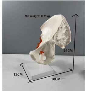 Modelo <span class=keywords><strong>de</strong></span> Articulación <span class=keywords><strong>de</strong></span> Cadera LYS047, Esqueleto Humano, Anatomía, Enseñanza, Ejercicio, Ligamentos, Anatomía, 6 Articulaciones Principales - Product Image 5