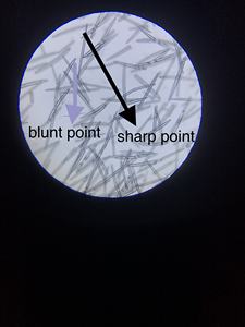 प्रभावी Furple furing के लिए प्राकृतिक सफेद जंगली हर्बल अर्क स्पंज पाउडर 99% पेशेवर ग्रेड - Product Image 3