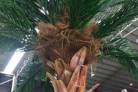 Grand palmier artificiel tropical sur mesure en FRP, résistant aux UV, pour hôtel, complexe hôtelier et parc d'attractions en extérieur