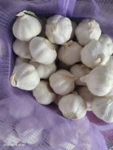 <span class=keywords><strong>Semilla</strong></span> <span class=keywords><strong>de</strong></span> <span class=keywords><strong>ajo</strong></span> fresco orgánico <span class=keywords><strong>de</strong></span> 6cm <span class=keywords><strong>de</strong></span> alta calidad, púrpura, blanco puro, Negro, Rojo, seco <span class=keywords><strong>de</strong></span> proveedor <span class=keywords><strong>Chino</strong></span>, mayorista <span class=keywords><strong>de</strong></span> sacos - Product Image 5