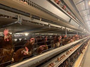 Trung Quốc Nhà sản xuất chất lượng cao bền H loại lớp Pin gà lồng - Product Image 6