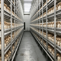 Conteneur Commercial Intelligent pour la Culture Hydroponique de Champignons – Solution Clé en Main pour Ferme avec Contrôle Automatique de la Température et de l'Humidité