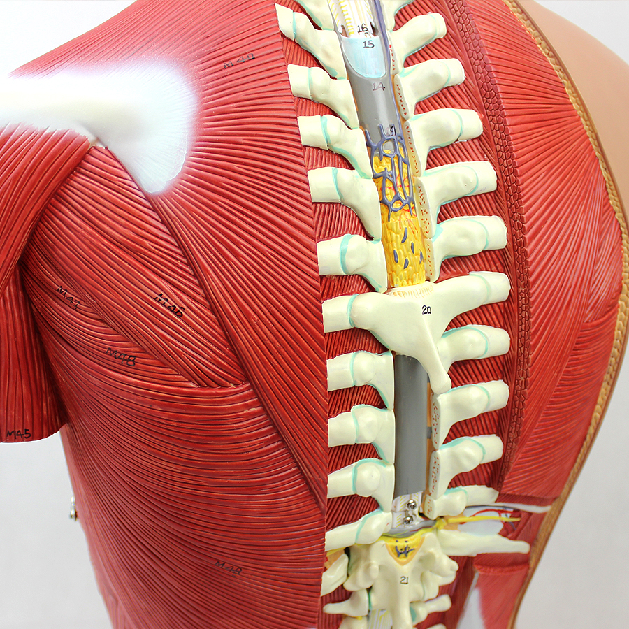 Medical Science Teaching 85cm Human Torso Model PVC Plastic Detachable Anatomy Demonstration Model