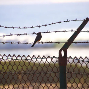 Nhà sản xuất tại Trung Quốc PVC tráng nhúng nóng độ bền kéo cao dây sắt cao an ninh hàng rào dây thép gai cho trang trại - Product Image 6