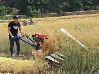 Moissonneuse manuelle de blé et de riz moissonneuse de moissonneuse de tracteur de marche