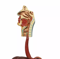 Modelo Anatómico de PVC del Sistema Digestivo Humano para Enseñanza y Formación Médica, con Certificación CE/ISO