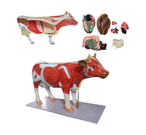 Mô hình giải phẫu bò ADA-B028 - Product Image 1
