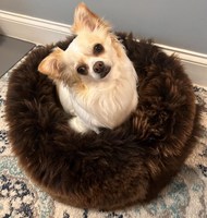 Coussin en peau de mouton pour animaux de compagnie (tapis pour chien, tapis pour chat) en véritable peau de mouton brute de Nouvelle-Zélande et d'Australie, fourrure animale