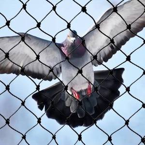 Tùy chỉnh HDPE thắt nút chim <span class=keywords><strong>net</strong></span>-Cut-to-Size cho ao cá & trang trại Việt Quất - Product Image 1