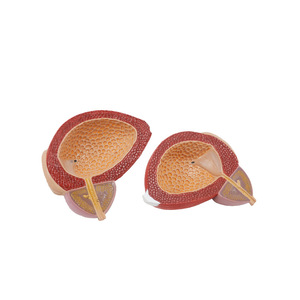 Độ phóng đại của mô hình bàng quang lớn của con người 3 lần 2 phần mô hình y tế giảng dạy mô hình dụng cụ khoa học - Product Image 5