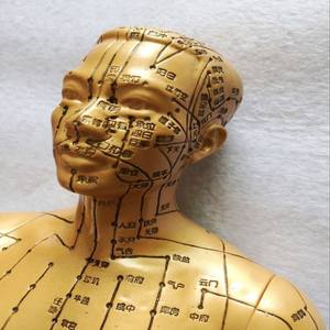 Modelo de meridianos de acupuntura masculino y femenino, color cobre, 50 cm, 48 cm, herramienta educativa médica - Product Image 2