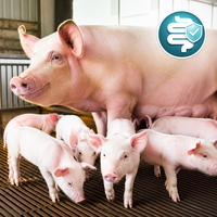 Probiotiques pour l'eau potable à base de Clostridium Butylicum hydrosoluble, anti-diarrhéiques, augmentant le taux de survie, 20 milliards d'UFC/g, ISO22000