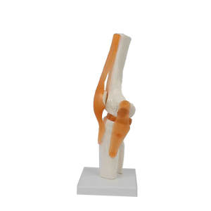 Modelo avanzado <span class=keywords><strong>de</strong></span> Anatomía <span class=keywords><strong>de</strong></span> articulación <span class=keywords><strong>de</strong></span> <span class=keywords><strong>rodilla</strong></span> humana <span class=keywords><strong>de</strong></span> tamaño real con <span class=keywords><strong>ligamentos</strong></span> para ciencia médica - Product Image 4