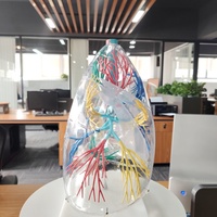 Modelo anatómico de pulmón de PVC transparente DARHMMY con árbol bronquial para visualización de productos de ciencia médica
