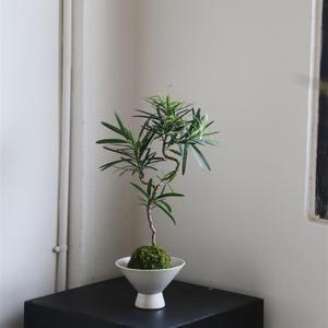 สิบอันดับต้นที่ประสบความสำเร็จของต้นไม้กระถางมอสโต๊ะกาแฟบอนไซขนาดเล็กสำหรับห้องน้ำโต๊ะคนขี้เกียจพืชสีเขียว - Product Image 4