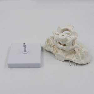 <span class=keywords><strong>Model</strong></span> tulang <span class=keywords><strong>Occipital</strong></span> manusia, <span class=keywords><strong>Model</strong></span> pengajaran tulang <span class=keywords><strong>Occipital</strong></span> dengan vertebra pembesaran 1,5 x <span class=keywords><strong>Model</strong></span> tulang <span class=keywords><strong>Occipital</strong></span> penggunaan medis - Product Image 4