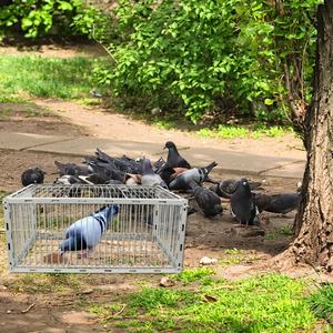 Jaula plegable de alambre de hierro para pájaros de nuevo diseño para loros, <span class=keywords><strong>palomas</strong></span>, casa de pájaros de Metal de alta calidad - Product Image 4