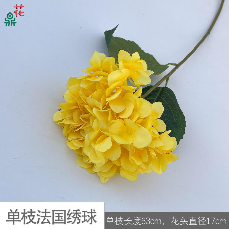 ไฮเดรนเยียฝรั่งเศสสีเดียว lfy สีเหลือง