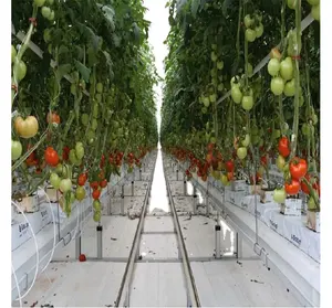 Hot Sale Nft Pipe Hydroponics System Agricultural For Tomato/cucumber Soilless Culture