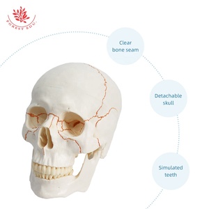 Modelo de cráneo de suturas humanas de tamaño natural humano FRT020 modelo de cráneo de anatomía médica Conexión de resorte telescópico a la mandíbula inferior - Product Image 6
