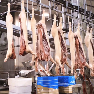 Complete Butcher Plant For Sow Slaughter Line Boar Abattoir Equipment Hog Slaughterhouse - Product Image 6
