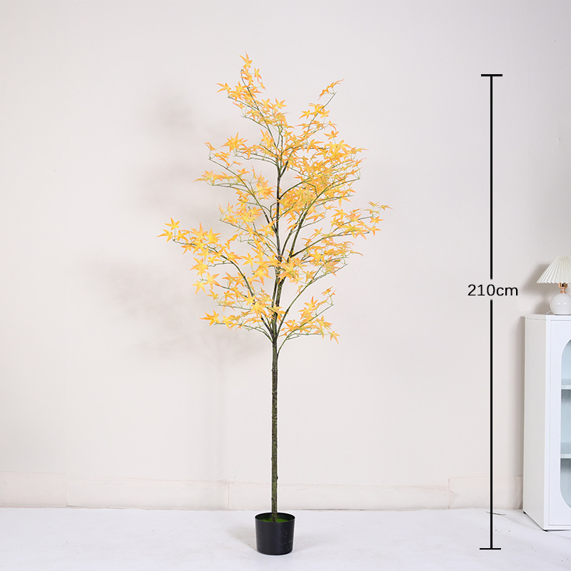 Bonsaï mini érable jaune régulier - 210cm