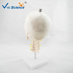 Cráneo modelo de cerebro humano blanco puro con columna cervical <span class=keywords><strong>tamaño</strong></span> <span class=keywords><strong>real</strong></span> <span class=keywords><strong>esqueleto</strong></span> humano cerebro espinas cervicales para ciencia médica - Product Image 2