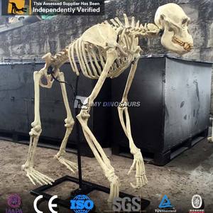 Mi Dino L144 personalizado tamaño Animal <span class=keywords><strong>gorila</strong></span> <span class=keywords><strong>esqueleto</strong></span> fósil para museo - Product Image 2
