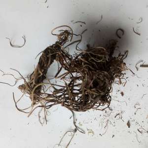 Raíz de Valeriana natural seca de Valeriana officinalis L <span class=keywords><strong>para</strong></span> ayudar a <span class=keywords><strong>dormir</strong></span> - Product Image 6