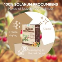 Sélection de Boissons aux Herbes OEM ODM Thé de Solanum Procumbens Boisson Saine Séchée 40 Sachets de Thé Premium 2g